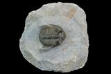 Tower Eyed Erbenochile Trilobite - Top Quality #128955-3